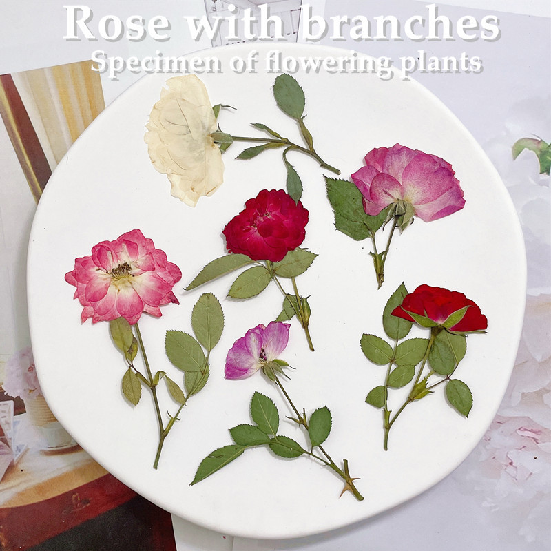 12 Stück, Naturweiße, Rosa und – Wedding Card Box Bewertung und Preis